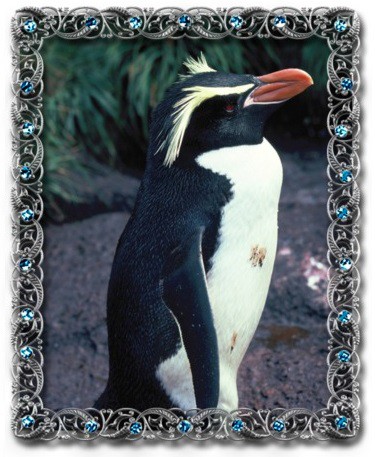 tučňák snárský