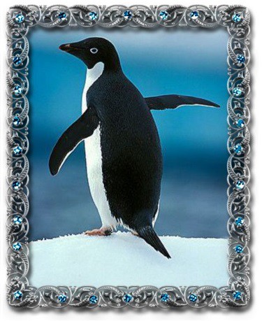 tučňák kroužkový