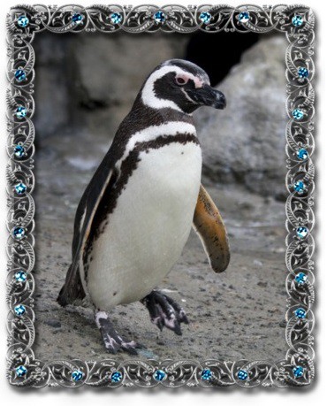 tučňák magellánský
