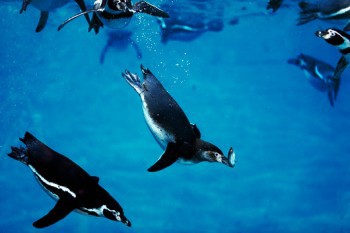Tučňák Humboldtův ve vodě