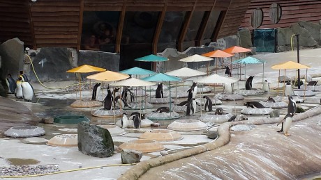 Zoo Edinburgh, tučňáci oslí a patagonští © 