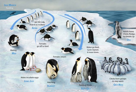 Životní cyklus tučňáka císařského - originál (v angličtině)