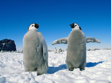 Dvě mláďata tučňáků císařských