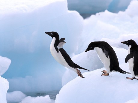 Hop! - tučňáci kroužkoví