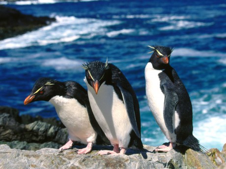 Tři tučňáci