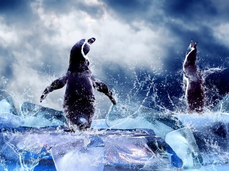 Tučňáci magellanští