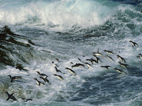 Tučňáci ve vodě