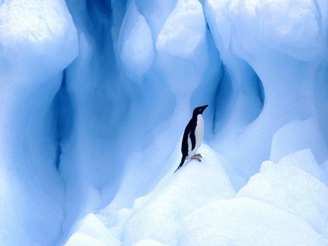 Tučňák kroužkový a led