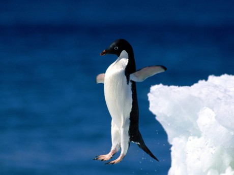 Tučňák kroužkový