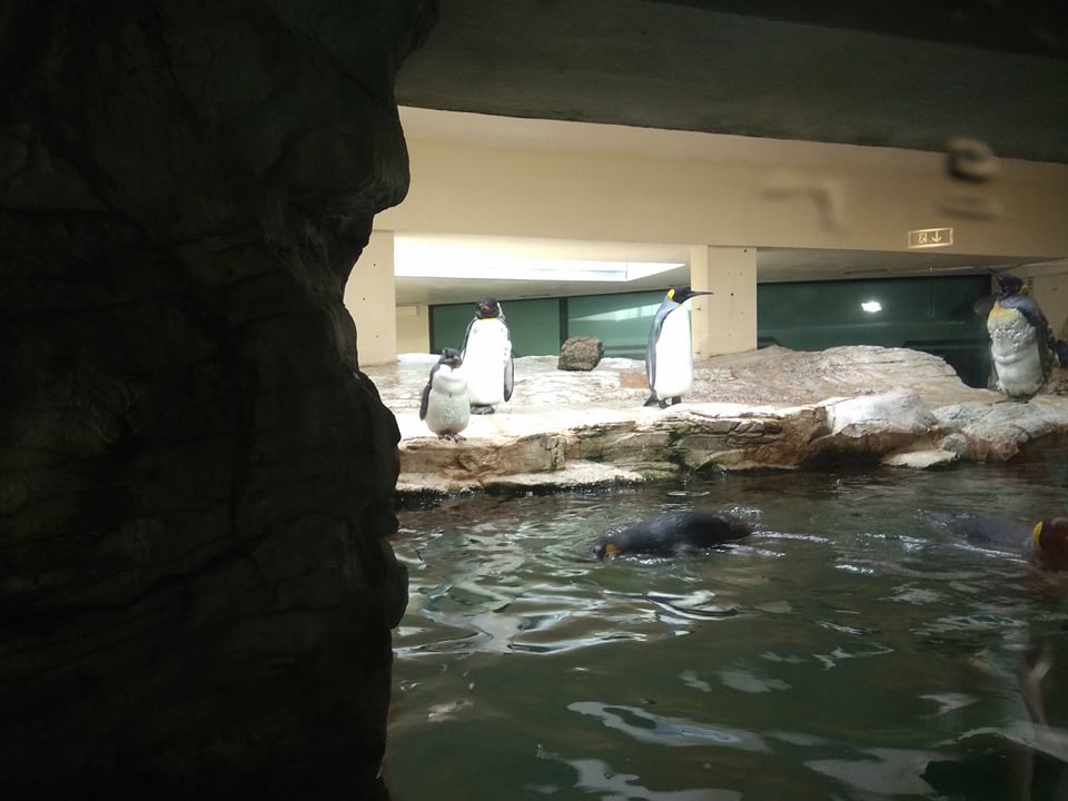 Zoo Vídeň, tučňáci patagonští ©