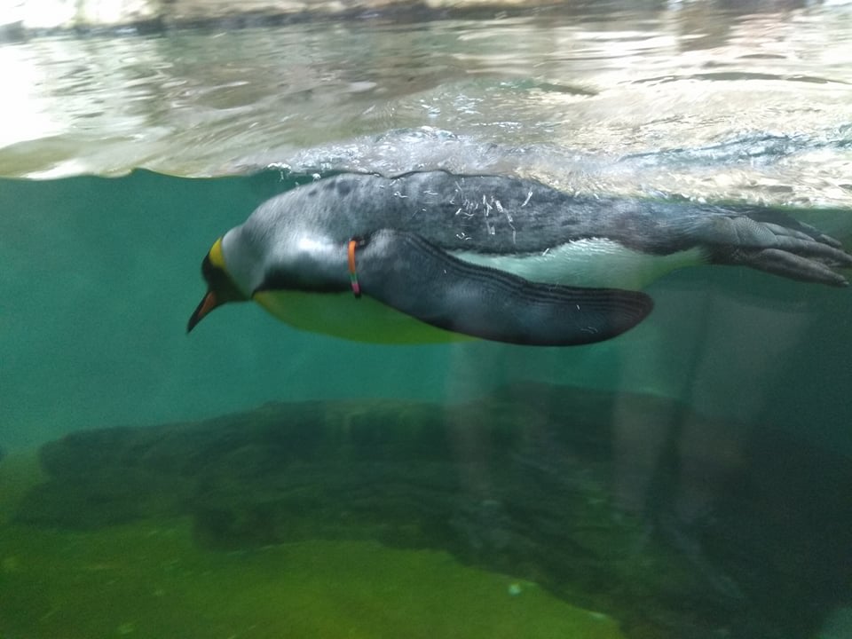 Tučňák patagonský pod vodou - Zoo Vídeň ©