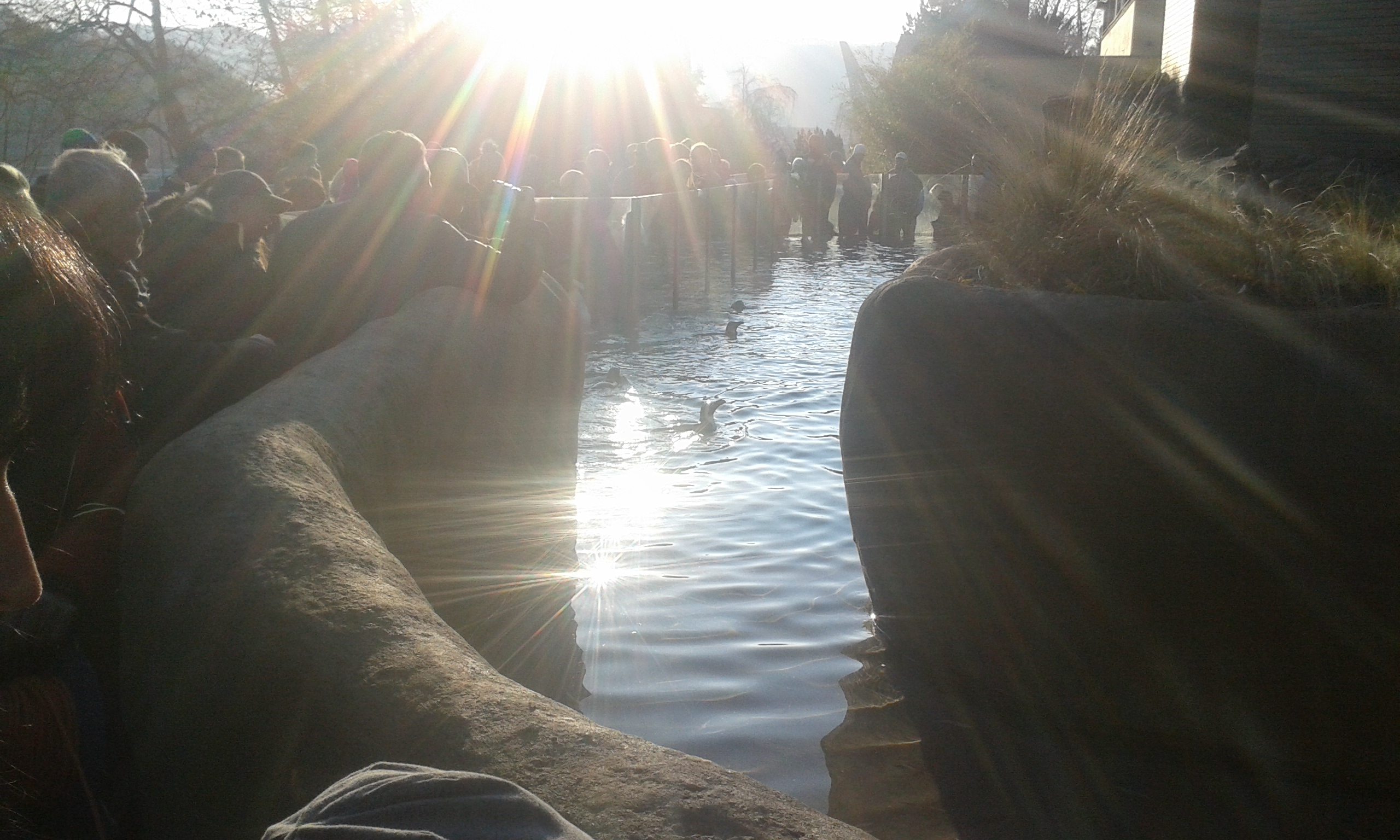 10) Tučňáci brýloví (Zoo Ústí nad Labem)