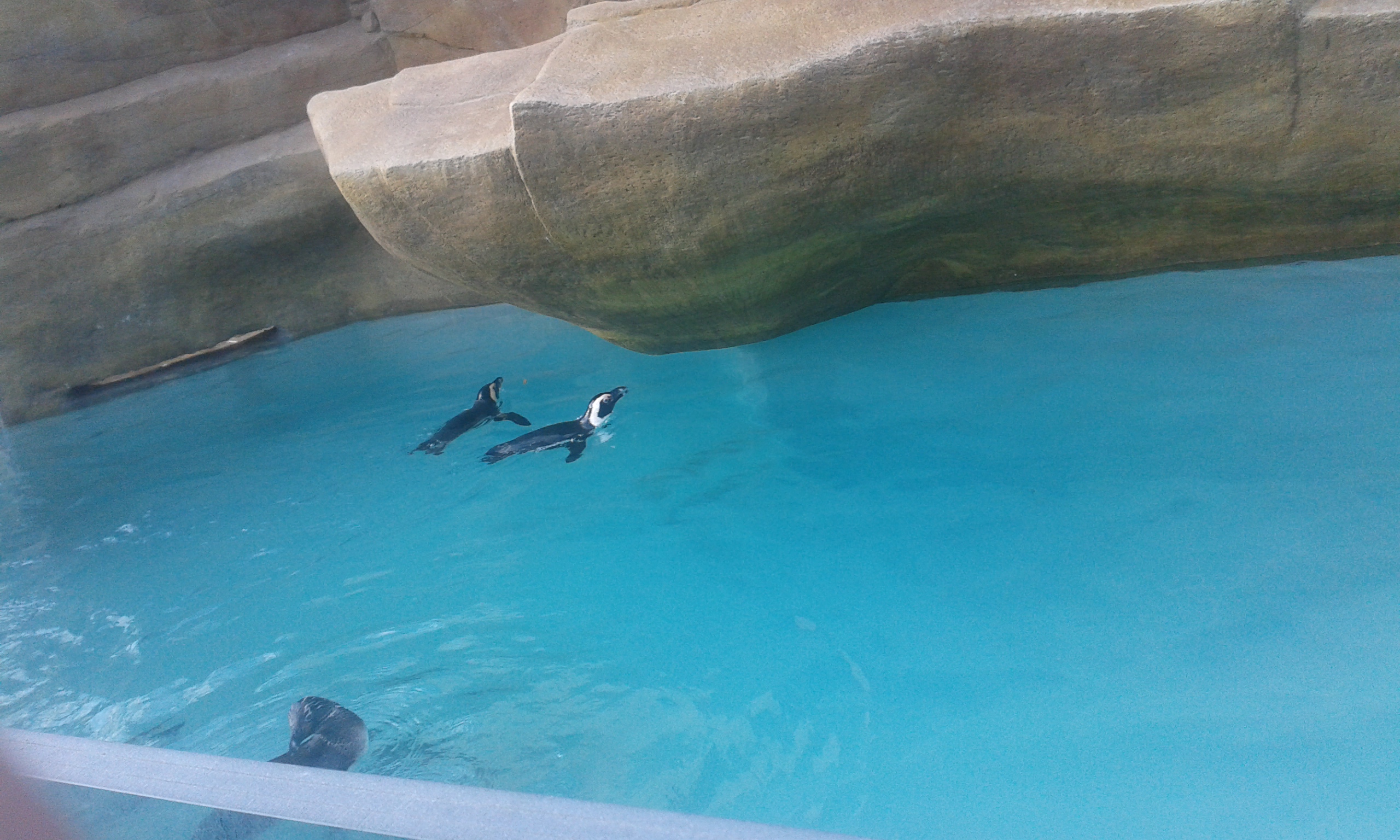 12) Tučňáci brýloví (Zoo Ústí nad Labem)