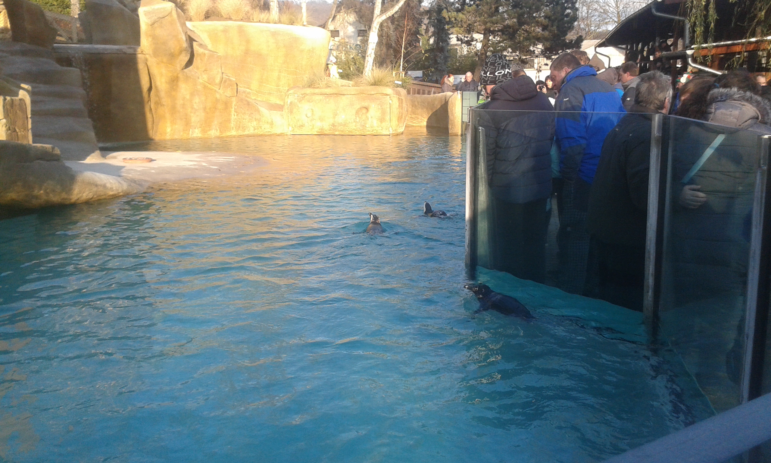 15) Tučňáci brýloví (Zoo Ústí nad Labem)