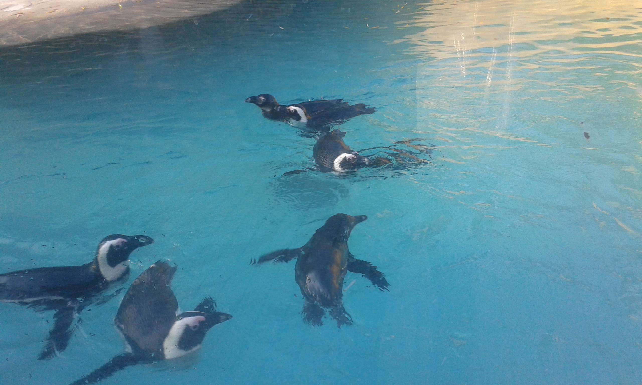 16) Tučňáci brýloví (Zoo Ústí nad Labem)