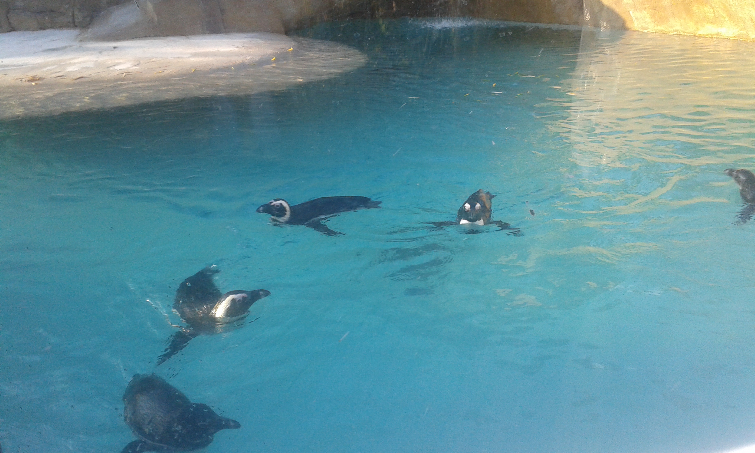 17) Tučňáci brýloví (Zoo Ústí nad Labem)