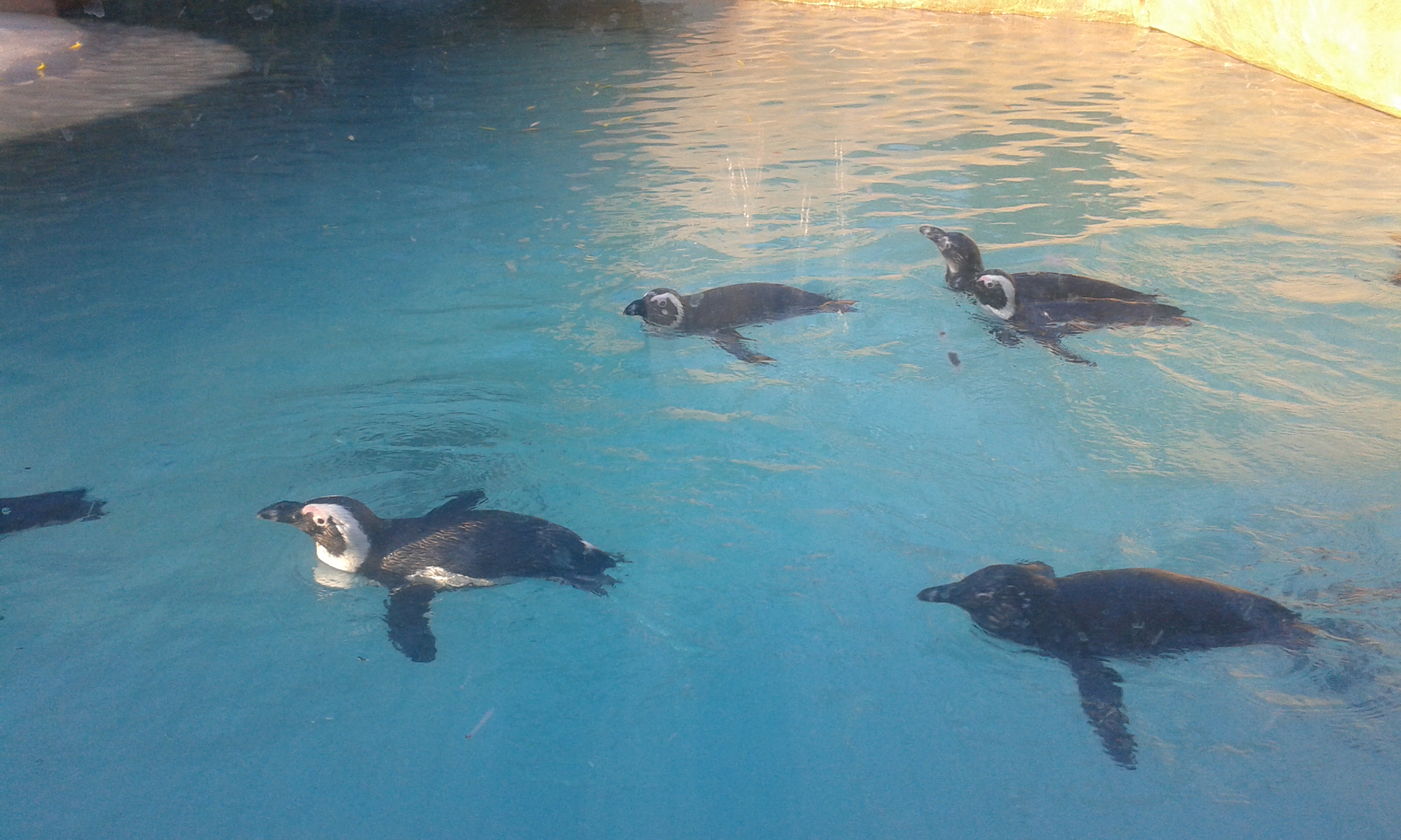 18) Tučňáci brýloví (Zoo Ústí nad Labem)