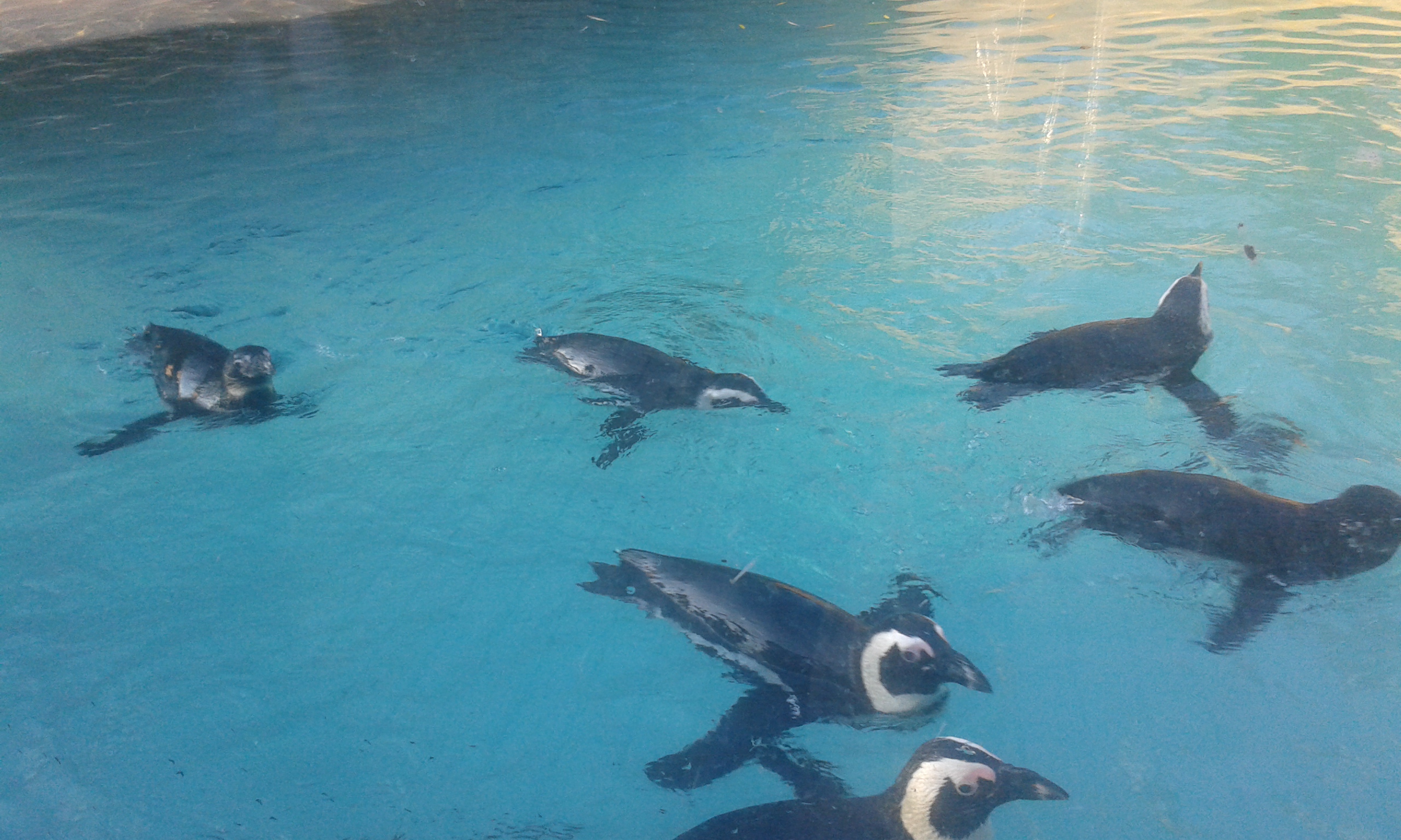 19) Tučňáci brýloví (Zoo Ústí nad Labem)