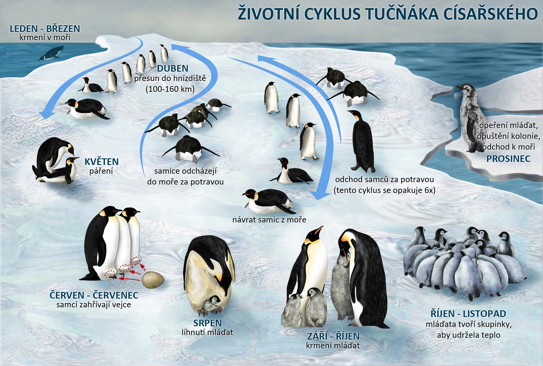 Životní cyklus tučňáka císařského