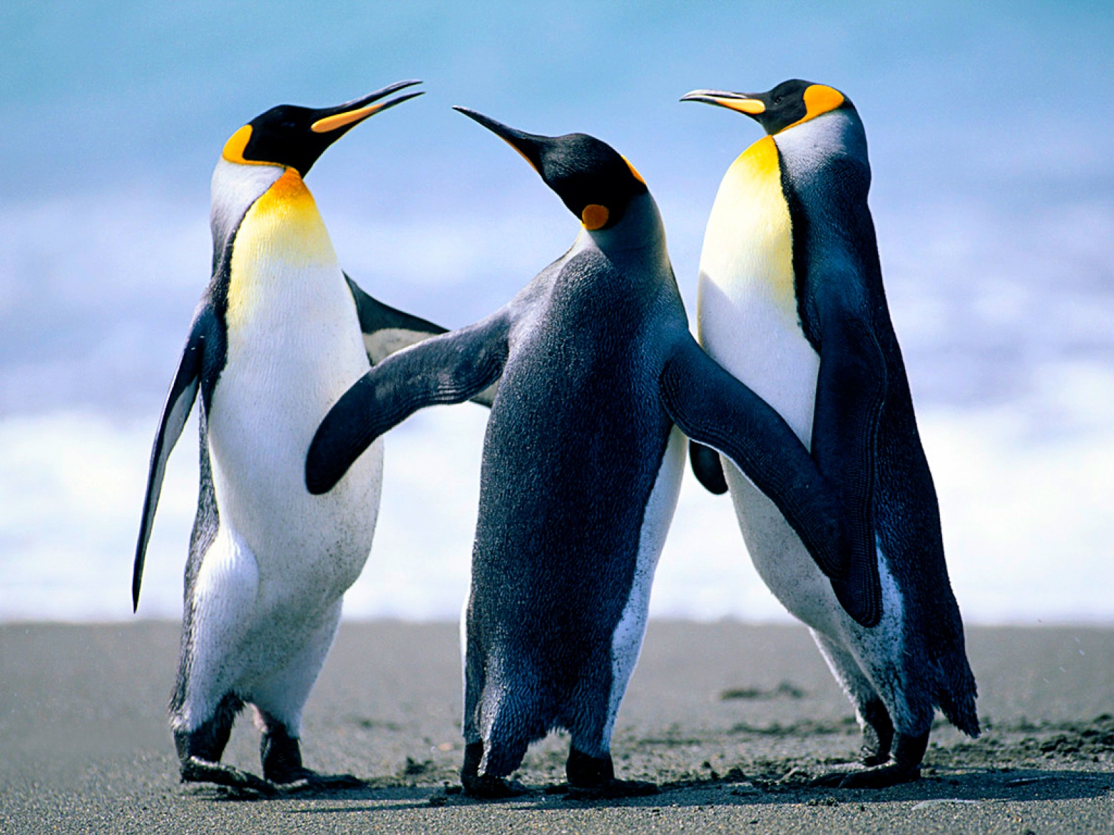 Banda tučňáků patagonských