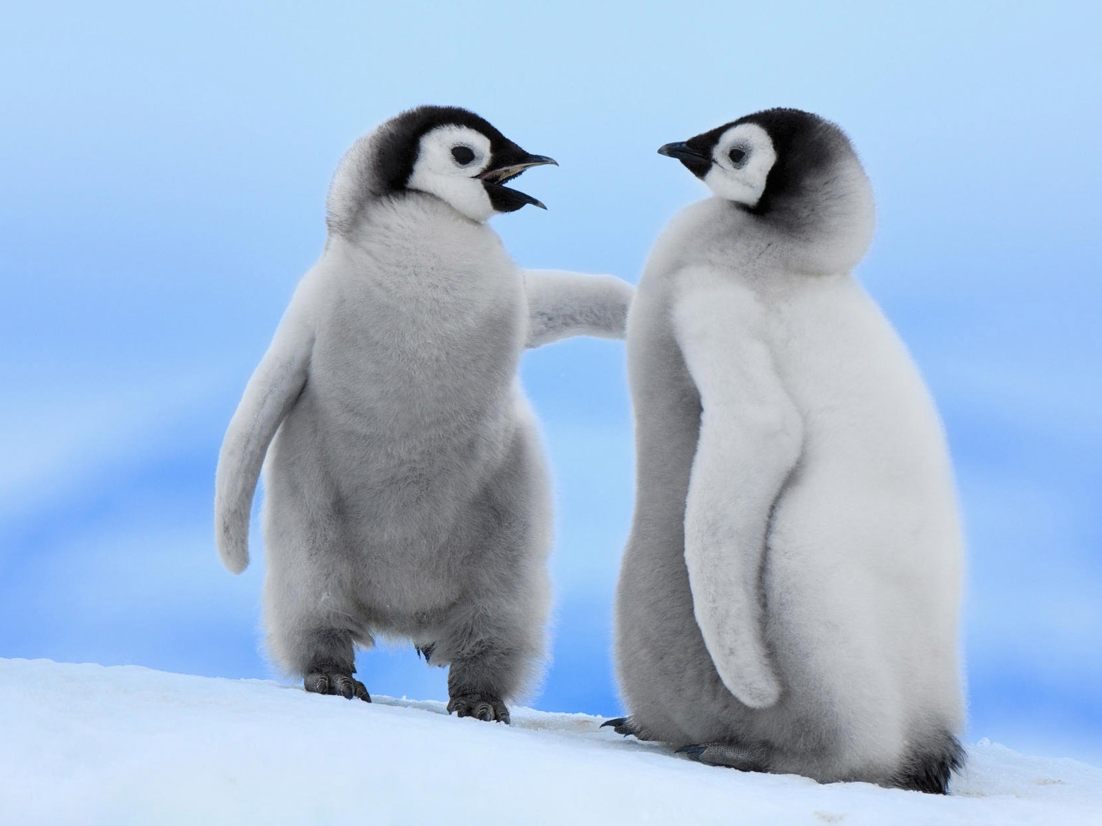Mláďata - tučňáci císařští
