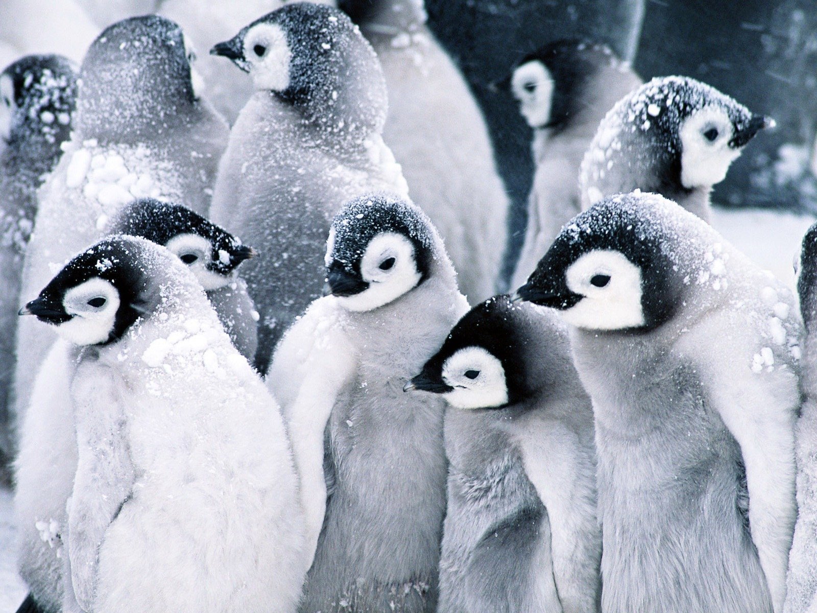 Mláďata tučňáků císařských