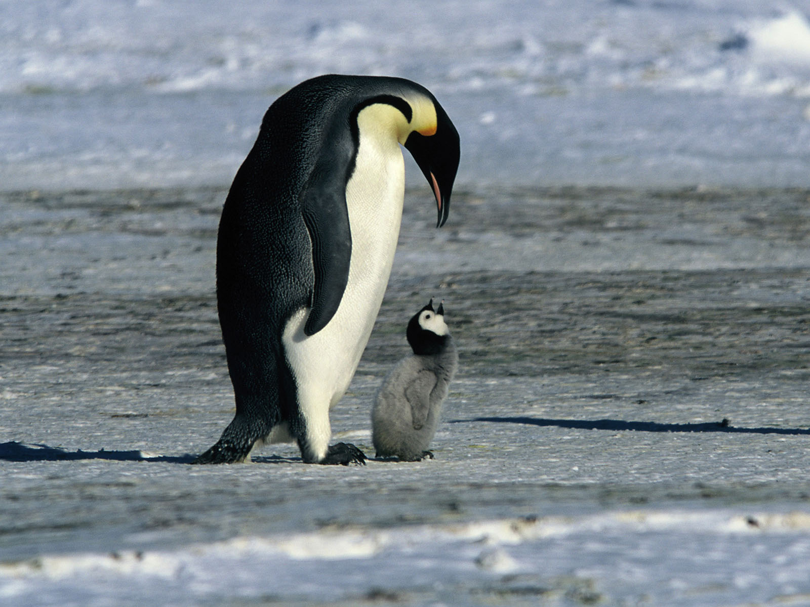 Otec a syn - tučňáci císařští