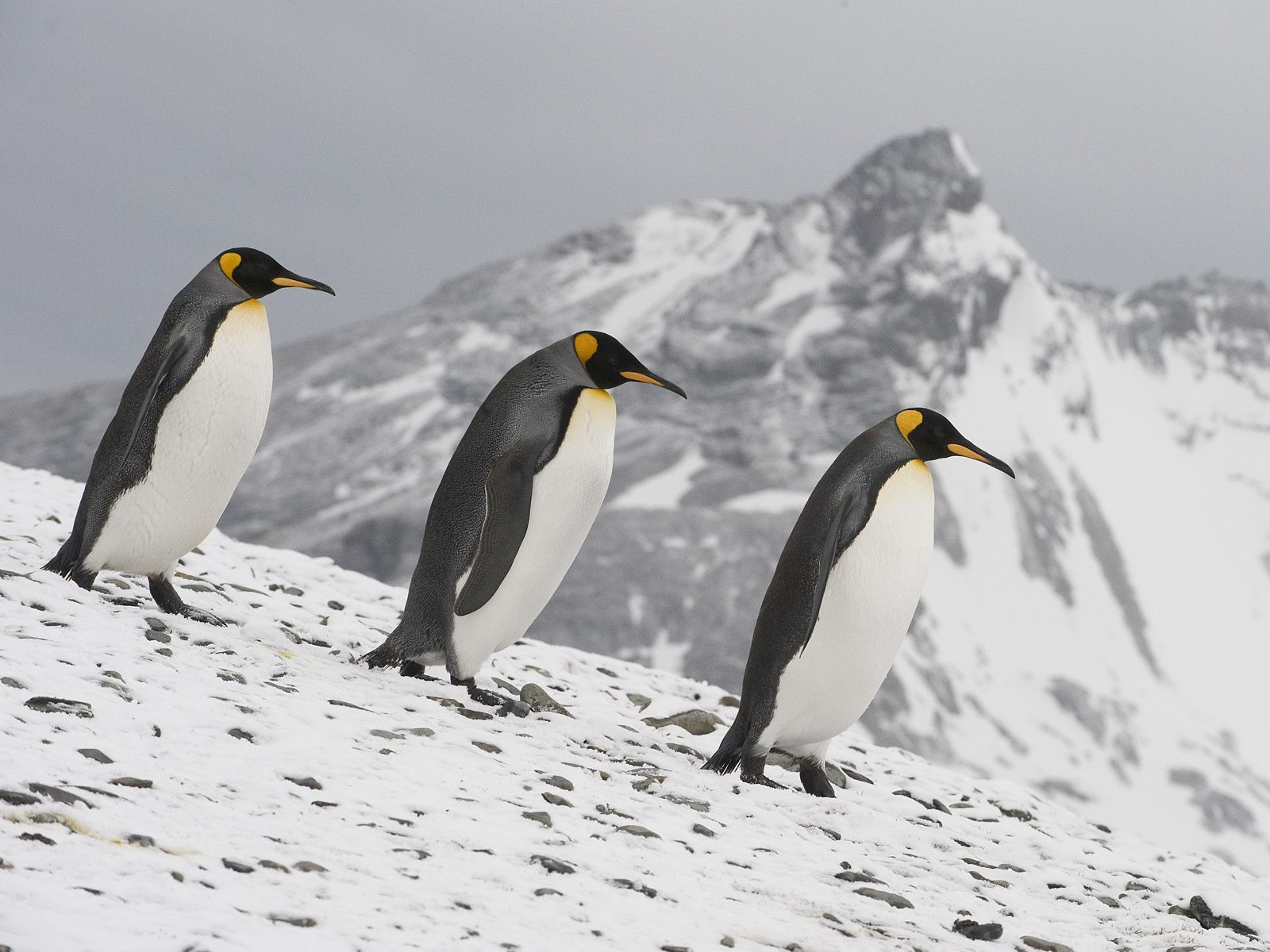 Tři tučňáci patagonští