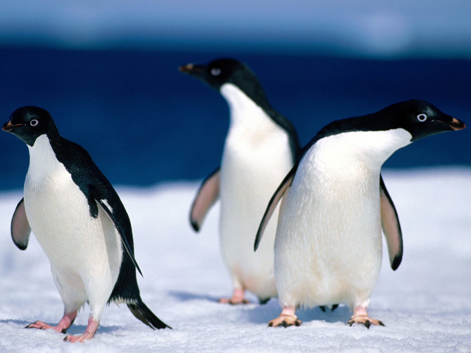 Tučňáci kroužkoví