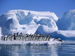 Tučňák kroužkový skáče do vody