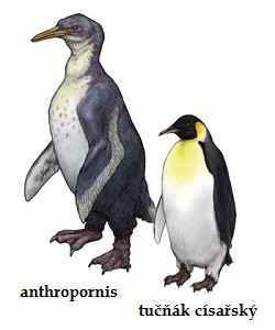 Anthropornis (možná podoba) a tučňák císařský