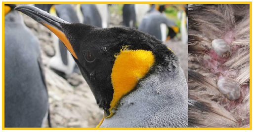 Klíšťata a tučňák patagonský