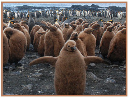 Mláďata tučňáků patagonských