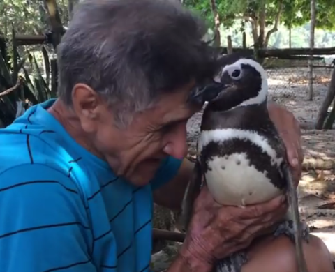 Joao Pereira s tučňákem magellanským