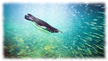 Tučňák dokáže plavat rychlostí téměř 30 km/h