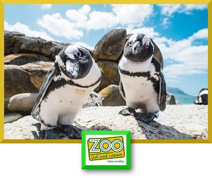Tučňák brýlový v českých Zoologických zahradách