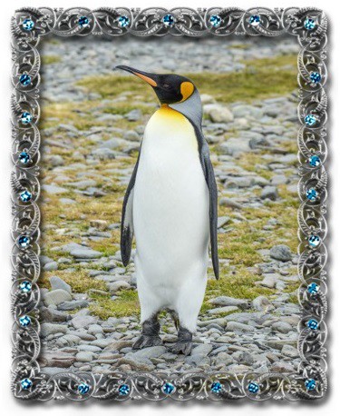 tučňák patagonský