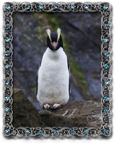 tučňák chocholatý
