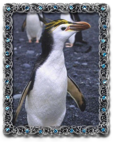 tučňák královský