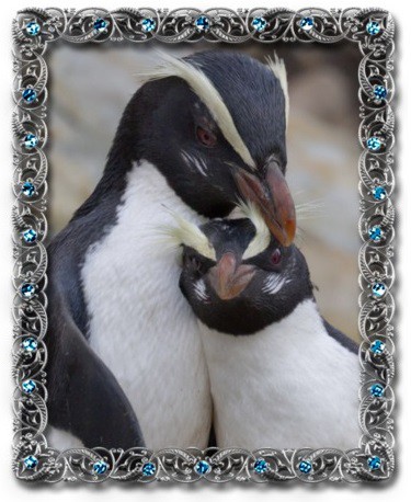 tučňák novozélandský