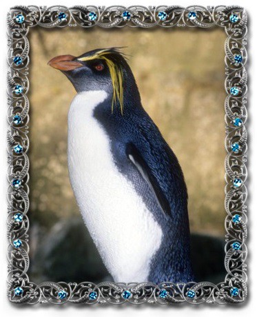 tučňák skalní