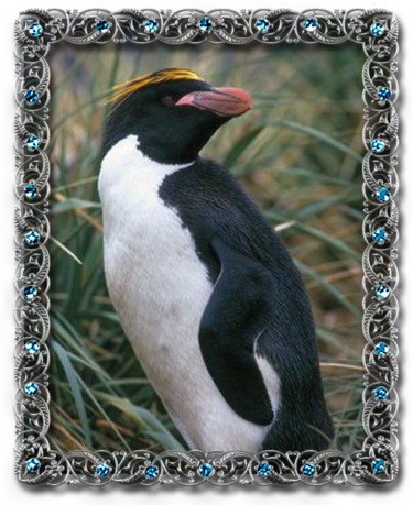tučňák žlutorohý