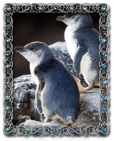 tučňák nejmenší