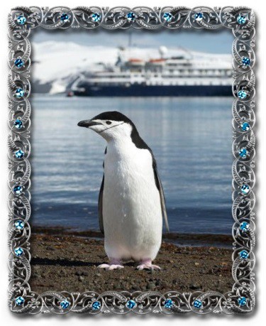 tučňák uzdičkový