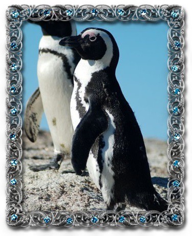 tučňák brýlový