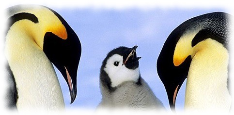 Pár tučňáků císařských s mládětem