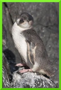 Tučňák bělopásý