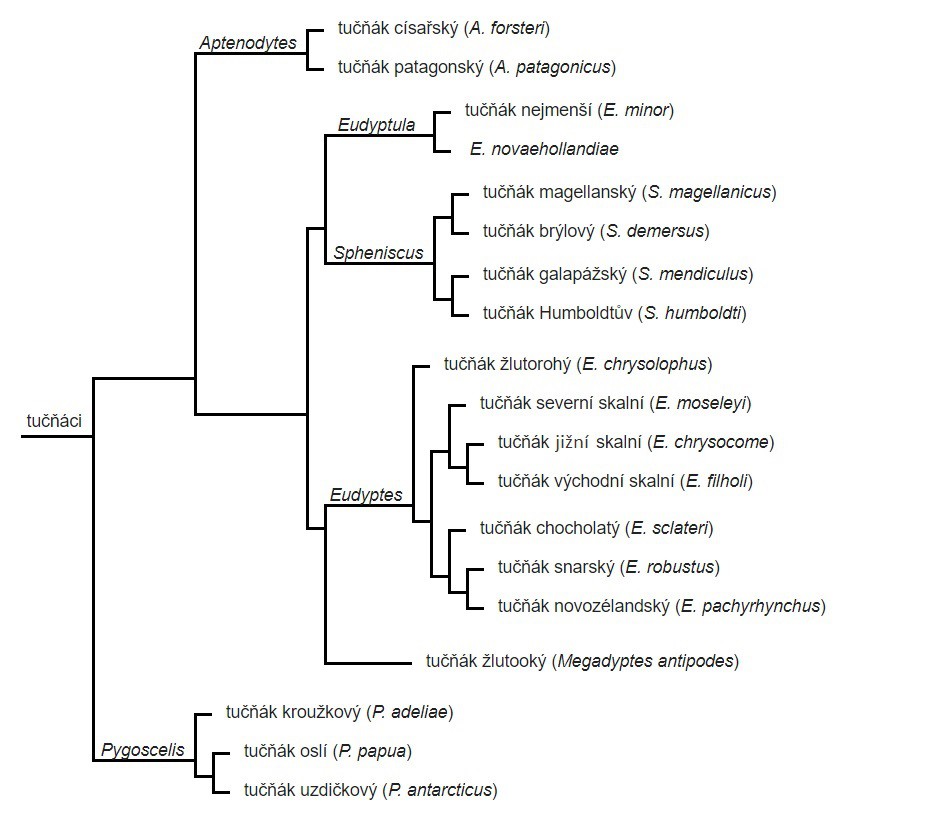 Fylogeneze tučňáků
