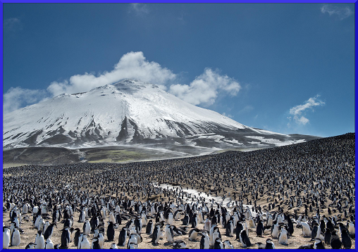 Kolonie tučňáků uzdičkových