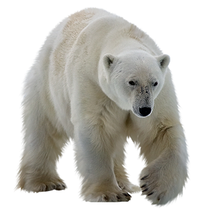 Medvěd lední - Wikipedia